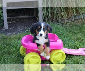 Bernese Mountain Dog Litter for sale in BREMEN, IN, USA