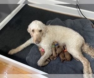 Cock-A-Poo-Goldendoodle Mix Litter for sale in CLEVELAND HEIGHTS, OH, USA