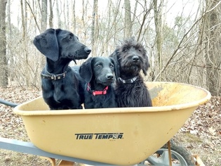 Labradoodle Litter for sale in FREDERICKTOWN, MO, USA