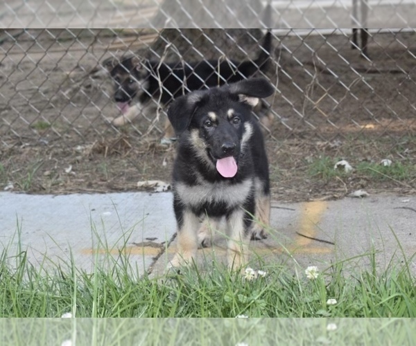 Medium Photo #1 German Shepherd Dog Puppy For Sale in RIVERDALE, MD, USA