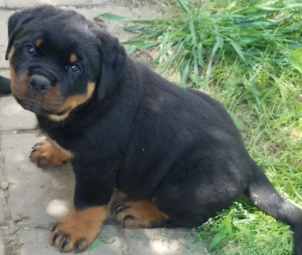 Medium Photo #1 Rottweiler Puppy For Sale in MASSILLON, OH, USA