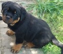 Small Photo #1 Rottweiler Puppy For Sale in MASSILLON, OH, USA