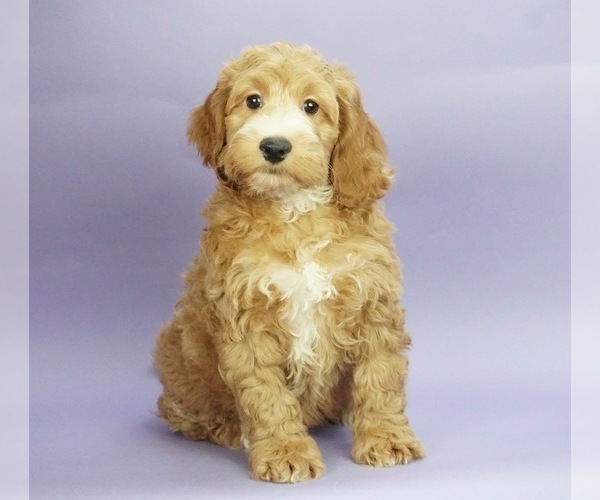 Medium Photo #1 Cocker Spaniel-Poodle (Miniature) Mix Puppy For Sale in WARSAW, IN, USA