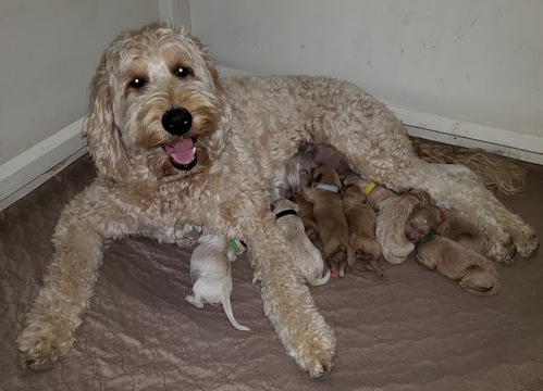 Medium Photo #1 Labradoodle Puppy For Sale in WASH, NC, USA