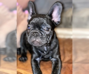 French Bulldog Litter for sale in MONROE, GA, USA