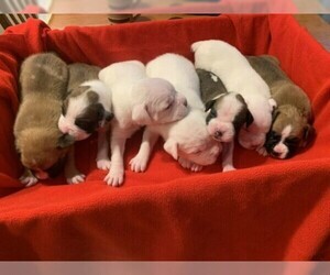 Boxer Litter for sale in MC GREGOR, IA, USA