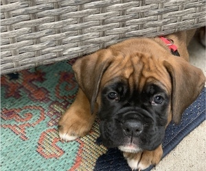 Boxer Litter for sale in SIOUX FALLS, SD, USA