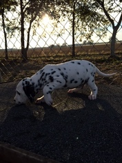 Dalmatian Litter for sale in HEADLAND, AL, USA