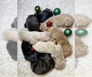 Labradoodle Litter for sale in WOOLWICH, ME, USA