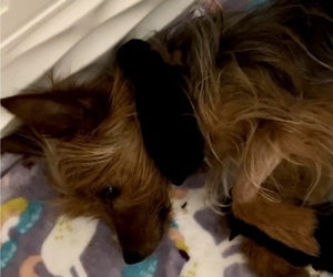 Yorkshire Terrier Litter for sale in SPRINGFIELD, SC, USA