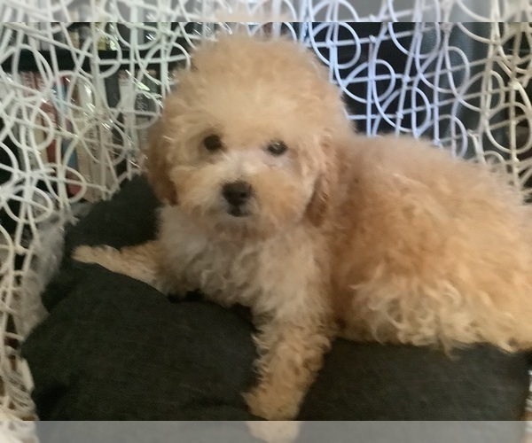Medium Photo #1 Poodle (Miniature) Puppy For Sale in HIGH POINT, NC, USA