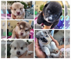 Pomsky Litter for sale in LOS ANGELES, CA, USA