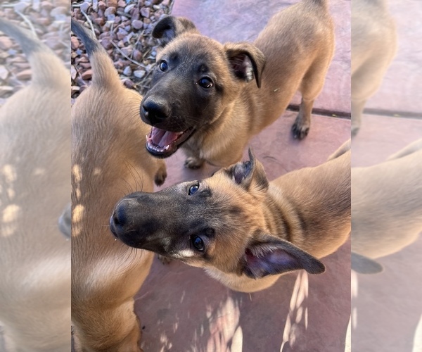Medium Photo #1 Belgian Malinois Puppy For Sale in SAINT GEORGE, UT, USA