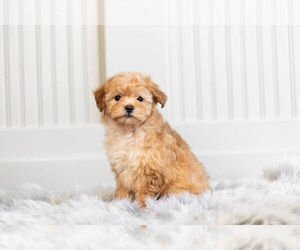 Morkie-Poodle (Toy) Mix Litter for sale in WARSAW, IN, USA
