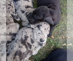 Small Photo #1 Great Dane Puppy For Sale in PIERSON, MI, USA