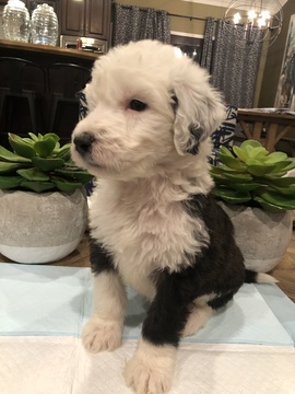 Medium Photo #1 Sheepadoodle Puppy For Sale in PARAGOULD, AR, USA