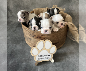 French Bulldog Litter for sale in DEERFIELD, NH, USA