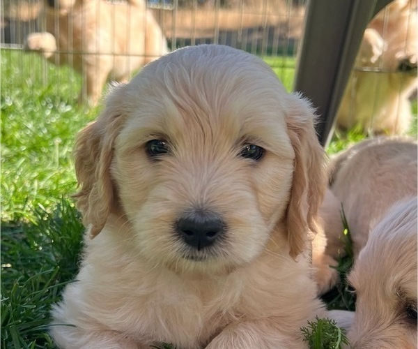 Medium Photo #1 Goldendoodle Puppy For Sale in BEND, OR, USA