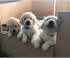 English Cream Golden Retriever Litter for sale in BROOKFIELD, WI, USA