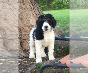 Bernedoodle Litter for sale in SPRINGFIELD, IL, USA