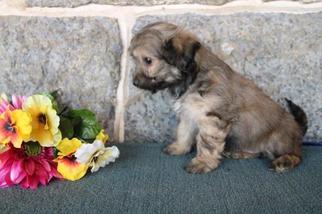 Havanese Litter for sale in NEW HOLLAND, PA, USA