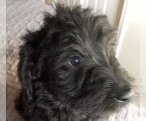 Labradoodle Litter for sale in LACEY, WA, USA