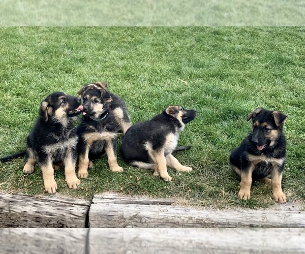 Medium Photo #1 German Shepherd Dog Puppy For Sale in CRKD RVR RNCH, OR, USA