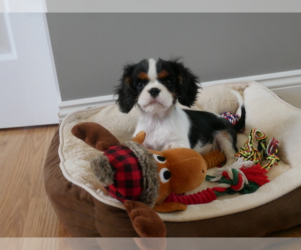Medium Photo #1 Cavalier King Charles Spaniel Puppy For Sale in MARCELLUS, MI, USA