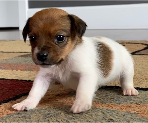Jack Russell Terrier Litter for sale in WASILLA, AK, USA