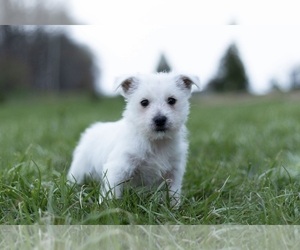 West Highland White Terrier Litter for sale in WARSAW, IN, USA
