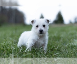 Medium West Highland White Terrier