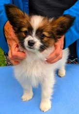 Papillon Litter for sale in FREWSBURG, NY, USA