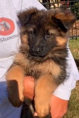 German Shepherd Dog Litter for sale in CARTERSVILLE, GA, USA