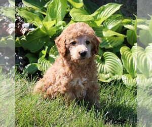 Poodle (Miniature) Litter for sale in NAPPANEE, IN, USA