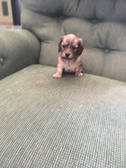 Dachshund Litter for sale in DECATUR, AL, USA