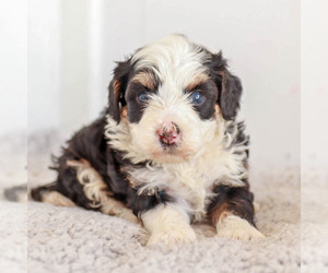 Miniature Bernedoodle Litter for sale in KILLINGER, PA, USA
