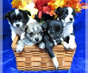 Chihuahua Litter for sale in GROVESPRING, MO, USA