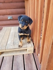 Rottweiler Litter for sale in MORGANTOWN, PA, USA