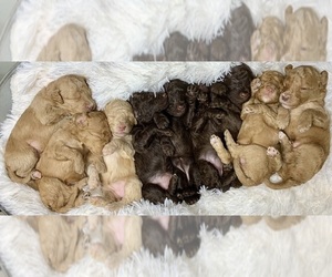Goldendoodle (Miniature) Litter for sale in ZIRCONIA, NC, USA
