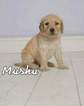 Small Photo #1 Goldendoodle Puppy For Sale in EDMOND, OK, USA