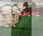Small Photo #1 Australian Shepherd-Miniature Australian Shepherd Mix Puppy For Sale in AUBREY, TX, USA