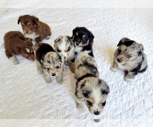 Medium Photo #1 Miniature Australian Shepherd Puppy For Sale in CLAYTON, NC, USA