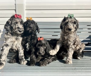 Irish Wolfhound-Poodle (Standard) Mix Litter for sale in CHARLESTON, AR, USA