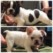 Small French Bulldog