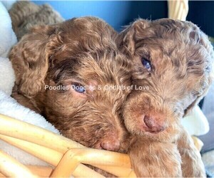 Goldendoodle Litter for sale in RUSKIN, FL, USA