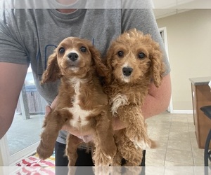 Cavapoo Litter for sale in CELINA, OH, USA