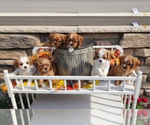 Cavalier King Charles Spaniel Litter for sale in NEILLSVILLE, WI, USA