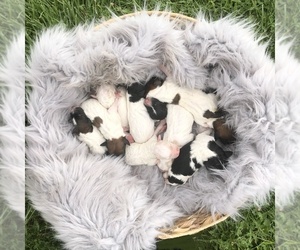 Pyredoodle Litter for sale in PAYETTE, ID, USA