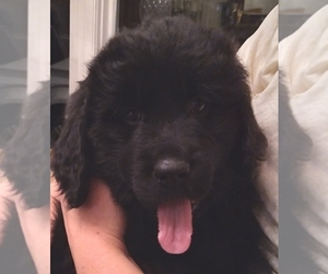 Golden Newfie Litter for sale in PERU, IN, USA