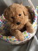 Small Photo #1 Goldendoodle (Miniature) Puppy For Sale in BELLEVILLE, PA, USA